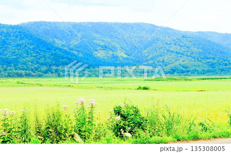 北海道紀行　　　幌加内町のソバ畑　　　夏のソバ畑 135308005