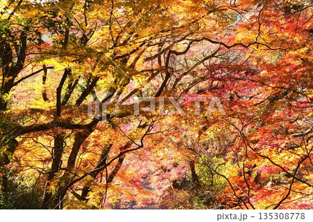 重なり合う紅葉が彩る秋の森 重なり合う紅葉が彩る秋の森 135308778