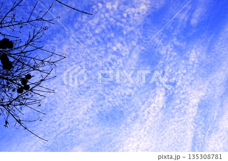 うろこ雲が広がる秋空と枝のシルエット 135308781