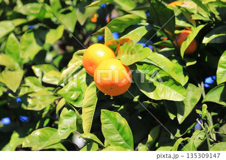 収穫間近の夏みかん 135309147