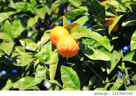 収穫間近の夏みかん 135309148