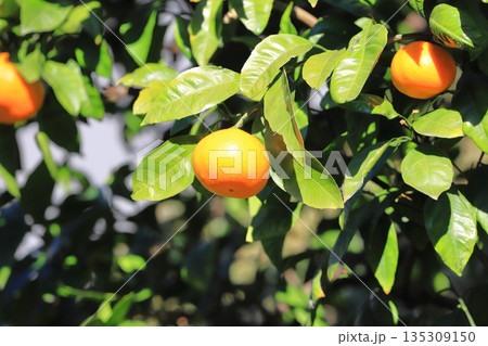 収穫間近の夏みかん 135309150