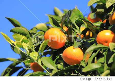 収穫間近の夏みかん 135309151