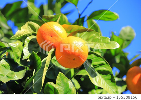 収穫間近の夏みかん 135309156