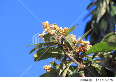 枇杷（ビワ）の花　 135309270