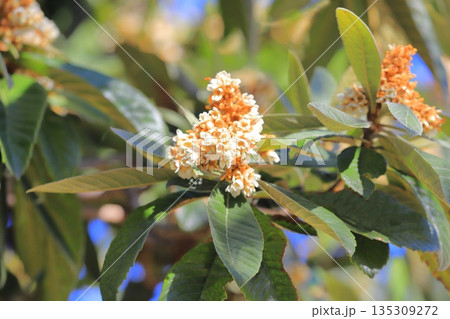 枇杷（ビワ）の花　 135309272