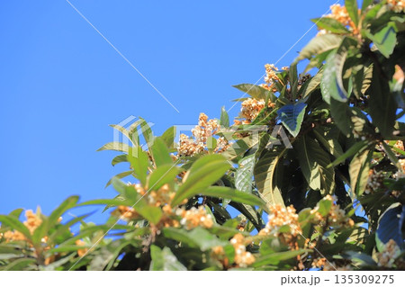枇杷（ビワ）の花　 135309275