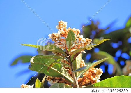 枇杷（ビワ）の花　 135309280