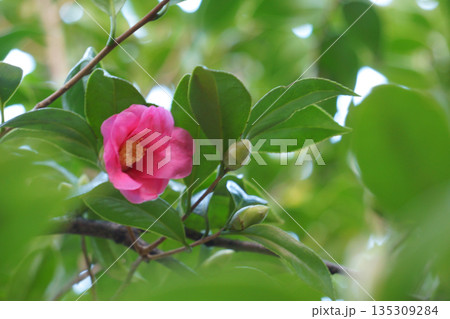 赤い椿 冬の花 紅侘助 赤い椿 冬の花 紅侘助 135309284