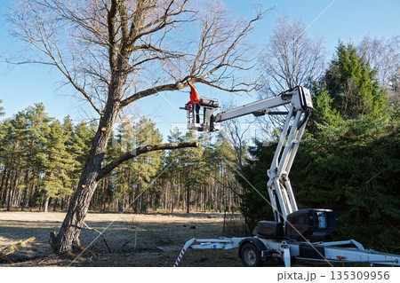 Arborist at Work Pruning Tree Branches with Aerial Lift Platform in Forest Landscape 135309956