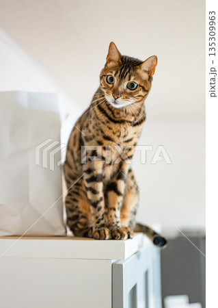 家猫　ベンガルキャット 135309963