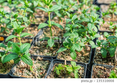 Seedlings in Pots Ready for Planting, Cultivating a Thriving Garden Landscape Seedlings in Pots Ready for Planting, Cultivating a Thriving Garden Landscape 135310008