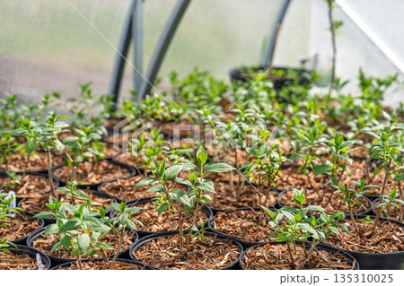 Nurturing Life Greenhouse Seedlings in Pots for Ecological Tomorrow Nurturing Life Greenhouse Seedlings in Pots for Ecological Tomorrow 135310025