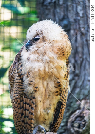 Majestic Owl Portrait Captivating Gaze of a Wild Bird in Natural Habitat, Wildlife Beauty Majestic Owl Portrait Captivating Gaze of a Wild Bird in Natural Habitat, Wildlife Beauty 135310034