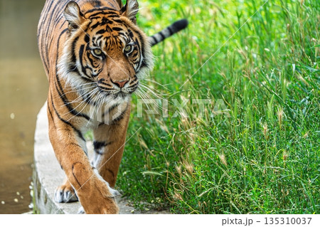 Magnificent Sumatran Tiger Strolling Along a Lush Environment, wildlife conservation 135310037