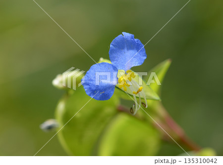 ツユクサ 135310042