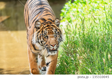 Magnificent Sumatran Tiger Strolling Through Lush Greenery on a Sunny Day, Wildlife Beauty Magnificent Sumatran Tiger Strolling Through Lush Greenery on a Sunny Day, Wildlife Beauty 135310045