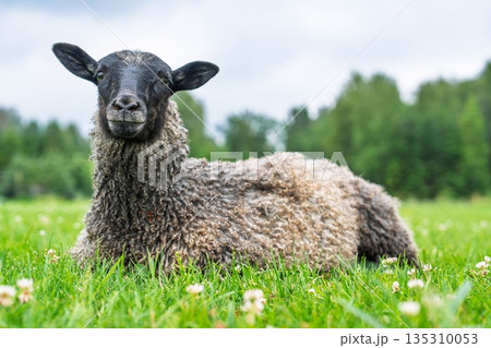 Relaxed Sheep Resting Peacefully in a Lush Green Meadow on a Calm Summer Day. Stock Image 135310053