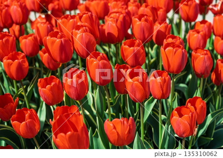 Vibrant Red Tulips in Full Bloom A Captivating Floral Display for Spring Celebrations 135310062