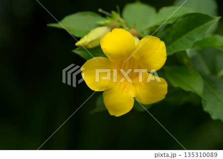 ヒメアリアケカズラ 135310089