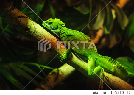 Green iguana lizard resting on a tree branch in tropical jungle with dramatic light and rich texture 135310117