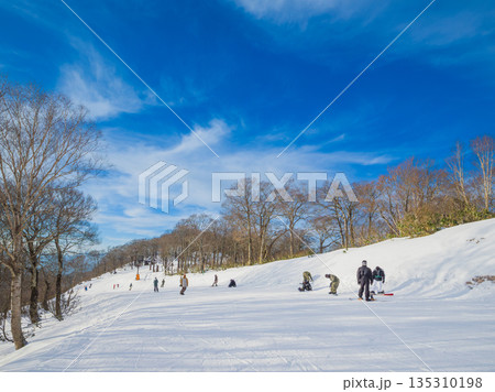 午後の日差しが雪面に長い影を落とす白樺に囲まれたスキー場山頂のコース (群馬県、沼田市、たんばら) 135310198