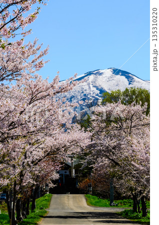 桜の先に 135310220