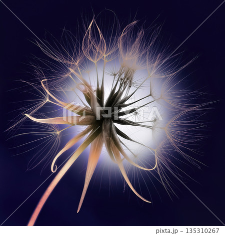 Dandelion flower with fluff on a dark blue background Dandelion flower with fluff on a dark blue background 135310267