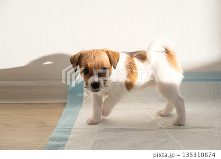 Adorable puppy standing on training pad. Adorable puppy standing on training pad. 135310874