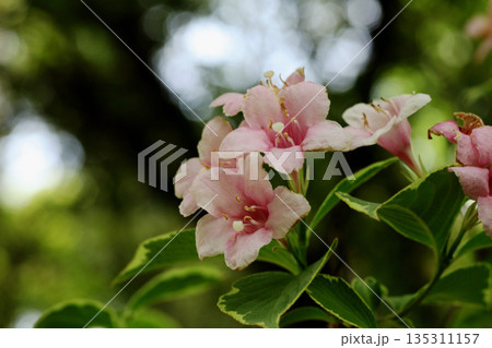 タニウツギ 135311157