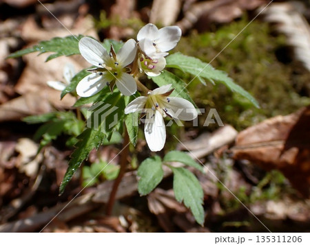4つの花をつけたミツバコンロンソウ 4つの花をつけたミツバコンロンソウ 135311206
