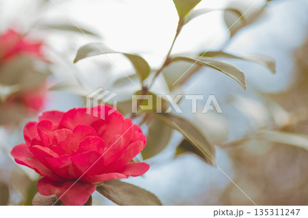 山茶花 山茶花 135311247