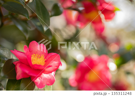 山茶花 135311248