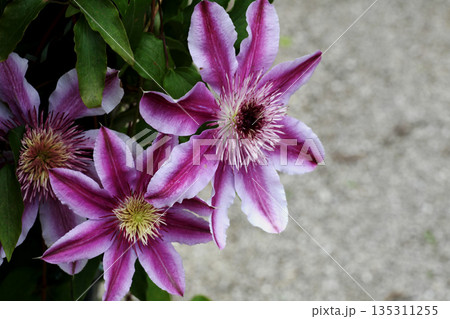クレマチス 135311255