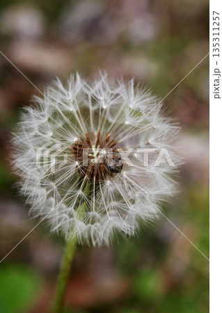 白いタンポポの綿毛 135311257