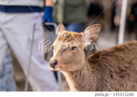 【秋】奈良公園の鹿【紅葉】 【秋】奈良公園の鹿【紅葉】 135311280
