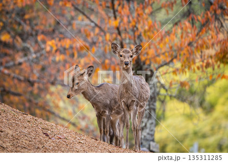 【秋】奈良公園の鹿【紅葉】 【秋】奈良公園の鹿【紅葉】 135311285