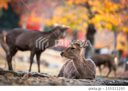 【秋】奈良公園の鹿【紅葉】 135311293