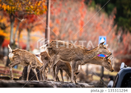 【秋】奈良公園の鹿【紅葉】 【秋】奈良公園の鹿【紅葉】 135311294
