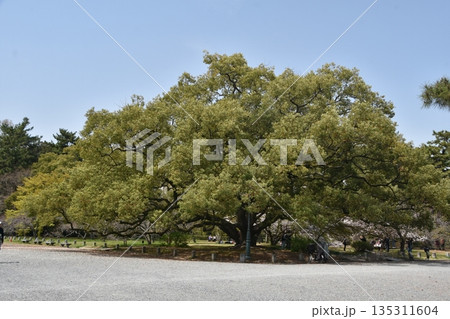 京都御苑　気になる木 135311604