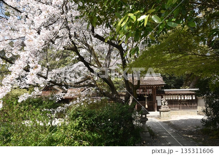 神社とサクラ 神社とサクラ 135311606