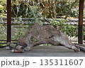 宗像神社　舞台の切り株　何に見える 135311607