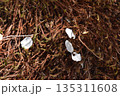 落花　花びら数枚 135311608