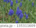 ムスカリ　青い花 135311609