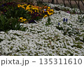 花壇　植物園 135311610