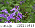 紫の花　植物園にて 135311613