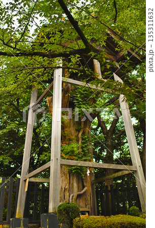 犬山城の大杉様 | 杉の古木とそれを支える櫓 犬山城の大杉様 | 杉の古木とそれを支える櫓 135311632