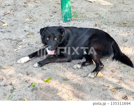 Black dog lying on sandy ground in a park, tongue out. Black dog lying on sandy ground in a park, tongue out. 135311694