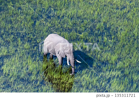 Aerial View of an African Elephant Aerial View of an African Elephant 135311721