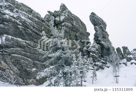 Snowy pine trees with hoarfrost stand against large natural rock formations 135311809